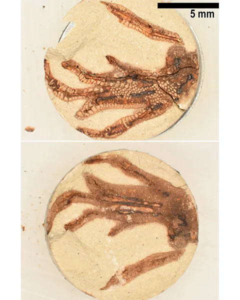 Evan Saitta et al A lizard foot after maturation showing browned bones, organic stains, and scale imprints (Credit: Evan Saitta et al)