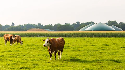 Getty Images Anaerobic digesters aim to capture the methane from waste – but if any leaks out, it becomes a potent contributor to climate change (Credit: Getty Images)