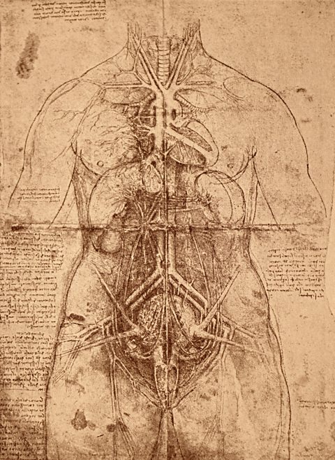 An anatomical study by Leonardo da Vinci.