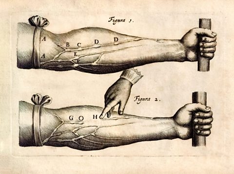 Diagram from ‘De Motu Cordis set Sanguinis in Animalibus’ (The Motion of the Heart and Blood in Living Beings) by William Harvey  1628. The diagram demonstrates the existence of one-way valves in veins.
