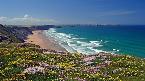 A beach in Cornwall, England, in summer. There is a blue sky, the sun is shining, and there are yellow and purple flowers in bloom. 