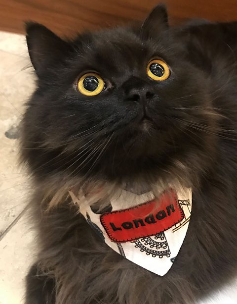 London Meow looking smart