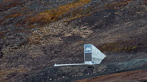 Arterra/Universal Images Group/Getty Images Seed banks such as the one located on Norway's island Svalbard are intended to protect agriculture from future disasters (Credit: Arterra/Universal Images Group/Getty Images)