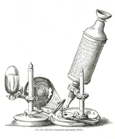 Robert Hooke's compound microscope of 1665. Hooke was the first person to document microorganisms through his observations using microscopes.