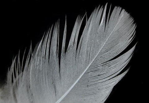 A white feather