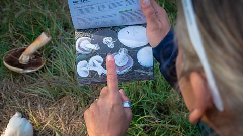 A person checks a foraging guide book while looking at a mushroom