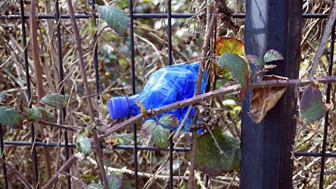 An empty plastic bottle amongst a blackberry bush