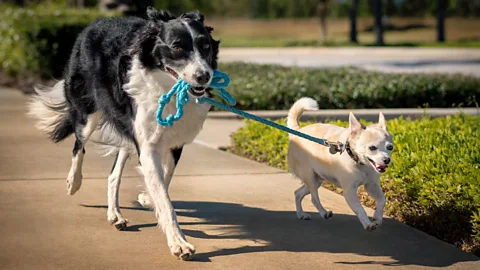 Getty Images Border collie holding smaller dog's leash (Credit: Getty Images)