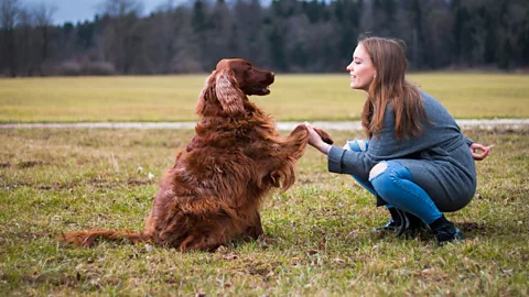 Getty Images The principle of "rehearse and reward" applies to all the life skills we want from our dogs (Credit: Getty Images)