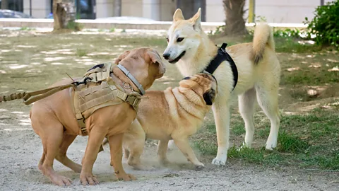 Getty Images It's crucial to teach dogs how to socialise calmly with other animals (Credit: Getty Images)