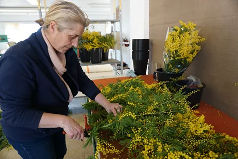 Chrissie McClatchie Cécile Reynaud is a third-generation mimosiste: her grandmother first planted mimosa to sell to perfumeries in the 1930s (Credit: Chrissie McClatchie)
