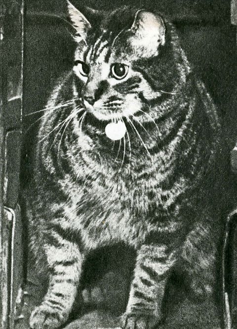 Tibs the Great photographed in 1954