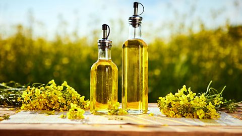 Two bottles of rape seed oil with a field of rape plant in the background