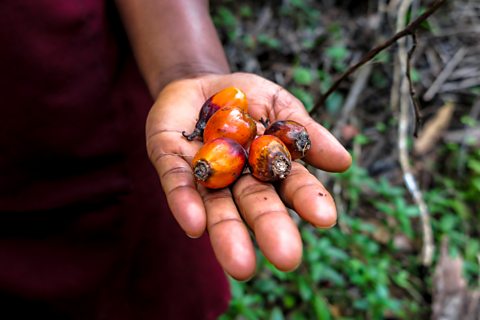 A hand reaches out holding the orange fruits from an oil palm tree that are used to make palm oil.