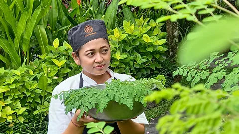 Mark Eveleigh Ni Putu Yuliastuty, chef at Fivelements Retreat, picks fresh moringa from the resort gardens (Credit: Mark Eveleigh)