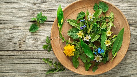 A bowl of foraged ingredients including nettles, dandelions and primroses on a wooden background