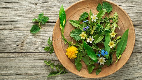 How To Spring Forage Safely - Bbc Food