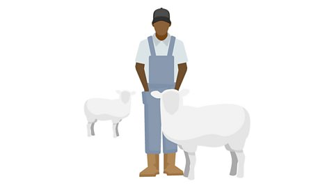 Farmer with two sheep