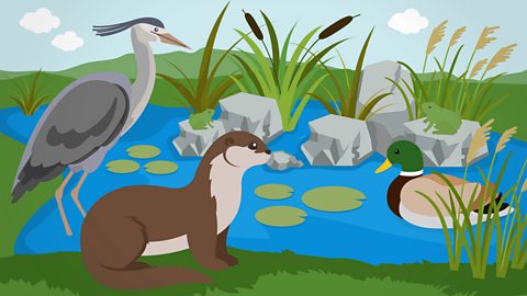 Image of a heron, otter, duck and frog in a wetland area