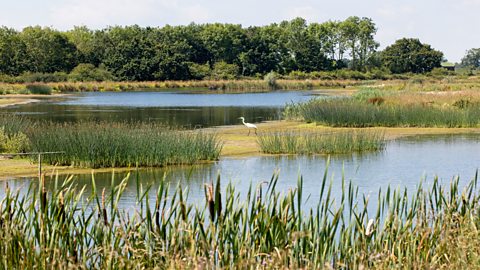 Swamp with reeds and a heron at Egleton water, Rutland