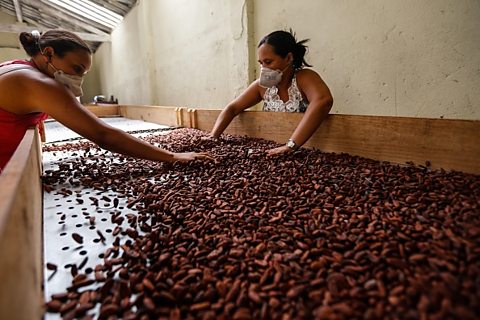 Two people sifting through a large pile of beans on a flat surface.
