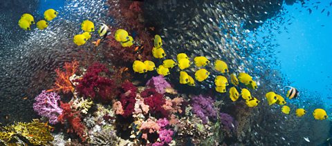 A colourful photo with lots of different coloured coral and lots of different types of fish