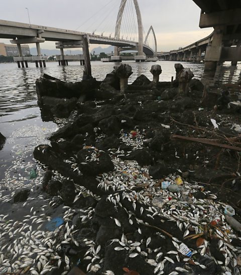 A photo of lots of dead fish surrounded by rubbish, floating on the water's surface