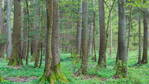 alder trees 