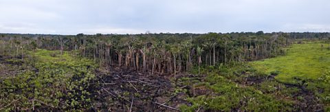 An area of forest with flattened land around it.