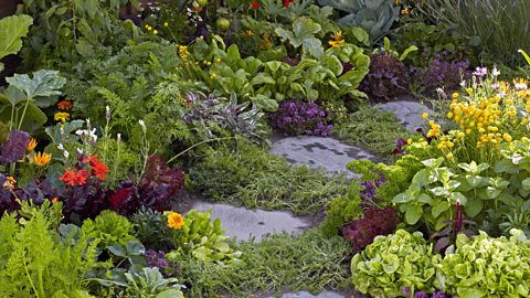 an edible garden with stone path in the middle