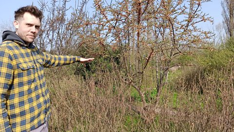 Edible gardens are based on ‘forest gardening’ Steve pointing out a 'lower canopy'