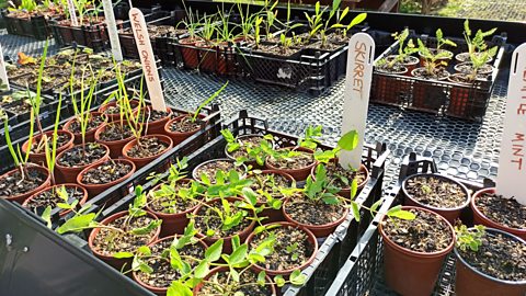 Choosing the right plants Skirret and alliums in pots