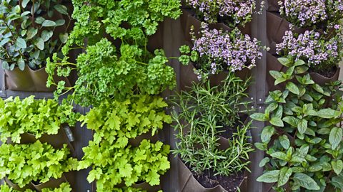 How to create an edible garden with a very small space a green wall filled with herbs