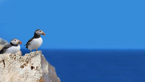 Two puffins sat on a rock overlooking the sea.