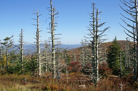 An image of some trees.