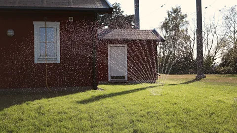 Getty Images In California, lawns are estimated to swallow up around 40% to 60% of all the domestic water used (Credit: Getty Images)