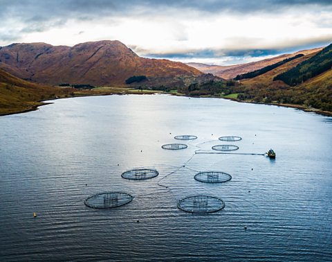 A fish farm in a lake.