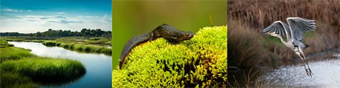 Wetland, gold crested newt and a heron