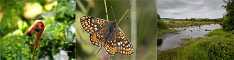 Sundew plant, butterfly and cors-caron national nature reserve