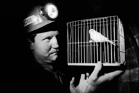 A miner with a canary in a cage at Dinas Mines Rescue Station, Rhondda Valley, South Wales.