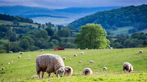 Sheep in the Lake District.