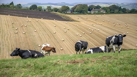 Cows in a field.