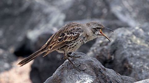 A Floreana mockingbird. 