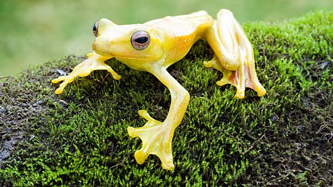 The flying frog lives in the rainforest under canopy. It has web-like feet, which allow it to glide through the air. This can be useful to escape predators.