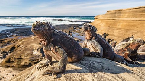 Marine iguanas. 