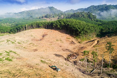 Logging for timber and pulp destroys vast areas of forest