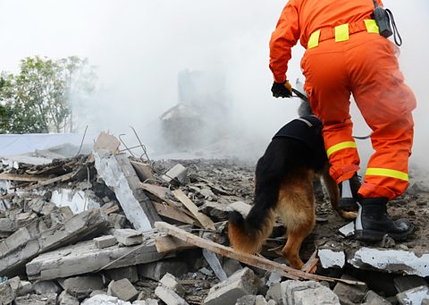 A rescue worker walks across rubble with a sniffer dog.