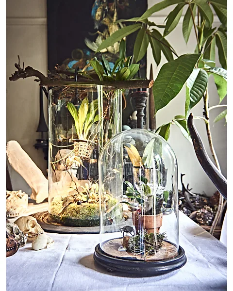 Claire Bingham Barton's home is a reflection of his natural history obsession, and is full of rare plants and taxidermy (Credit: Claire Bingham)
