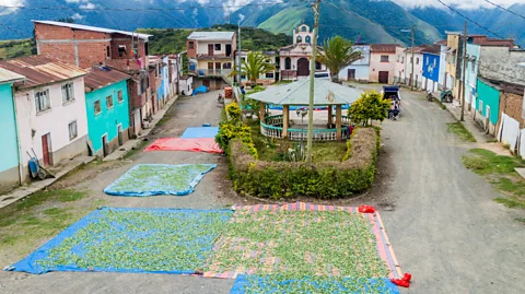 Mathess/Getty Images Much of Bolivia's coca is grown in the Yungas; here, coca leaves are dried in Cruz Loma village near Coroico (Credit: Mathess/Getty Images)