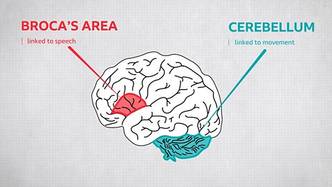 A diagram of a brain is shown. Broca's area, at the front is highlighted. Underneath it says "linked to speech". The at the bottom on the right, the cerebellum is highlighted. It says "linked to movement".